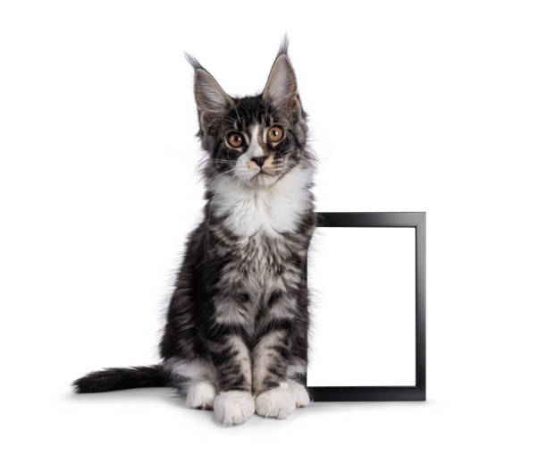 istock Maine Coon cat kitten on white 2187463215
