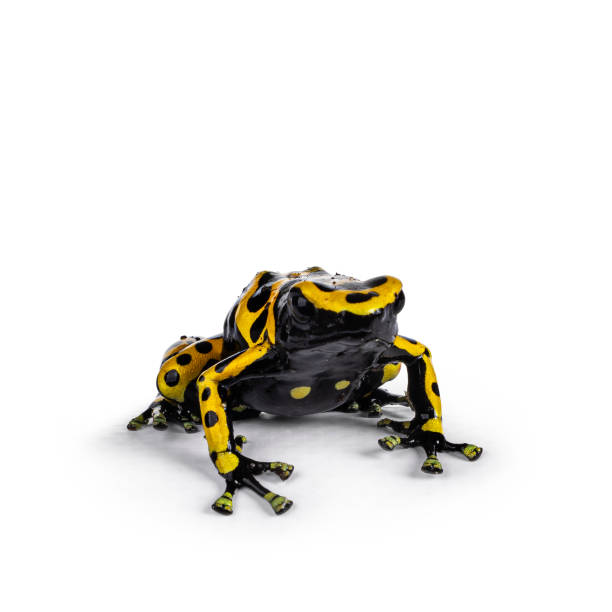 istock Yellow-banded Poison Dart Frog on white background 2187463234