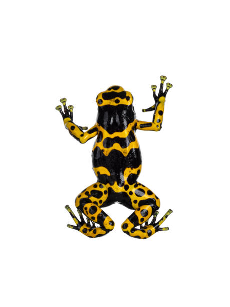istock Yellow-banded Poison Dart Frog on white background 2187463243