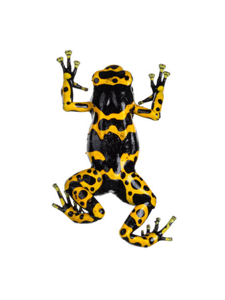 istock Yellow-banded Poison Dart Frog on white background 2187463249