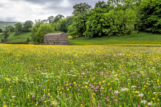 View of a wild flower meadow in Muker, Yorkshire