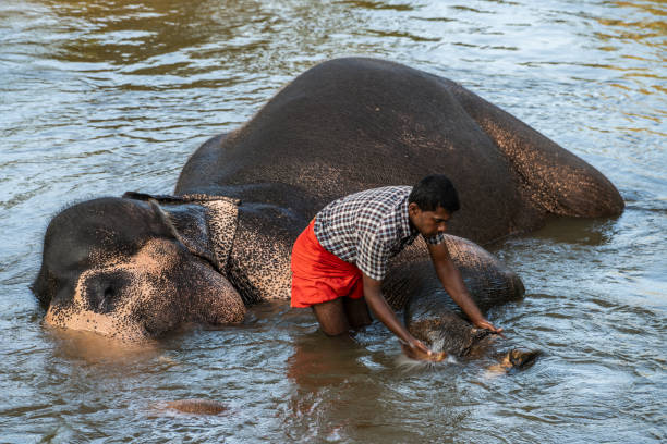 Sigiriya, Sri Lanka - January 21 2016: Elephant bathing and being washed by handler, Sigiriya, Sri Lanka