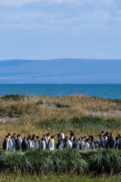 istock King penguin colony on Tierra de Fuego 2187466765