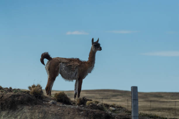 istock Guanacos on Tierra de Fuego 2187466770