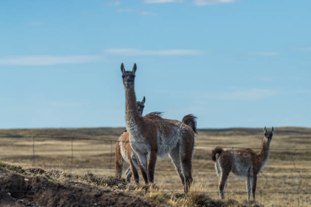 istock Guanacos on Tierra de Fuego 2187466777