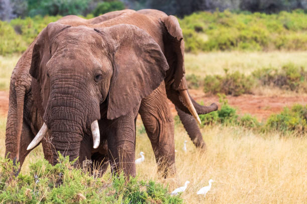 istock African elephant in Samburu National Reserve 2187466790