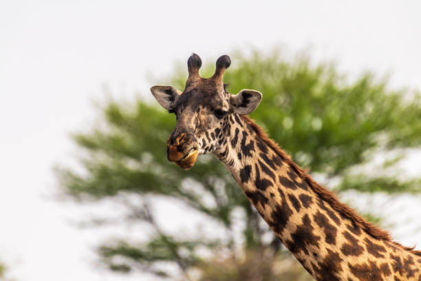 istock Masai Giraffe in the Serengeti 2187466794