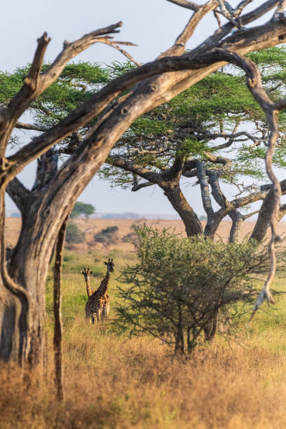 istock Masai Giraffe in the Serengeti 2187466802