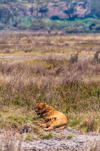 istock Lion Cubs in the Ngorogoro Crater 2187466816