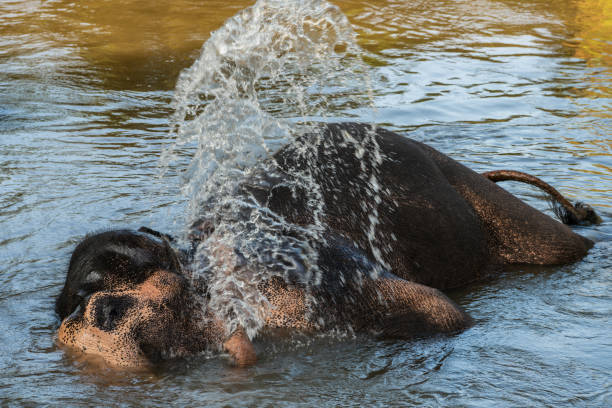Indian elephant standing in the lake and splashing water over his   back,Karnataka,India.