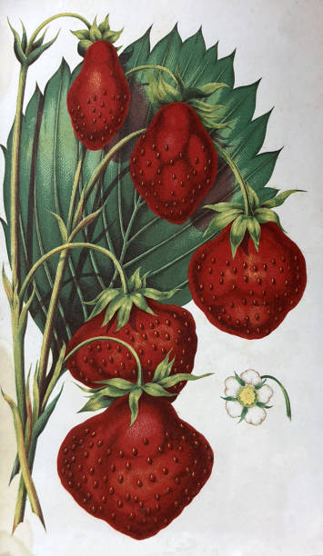 istock Antique illustration - large bunch of red strawberries with green leaves 2187467230