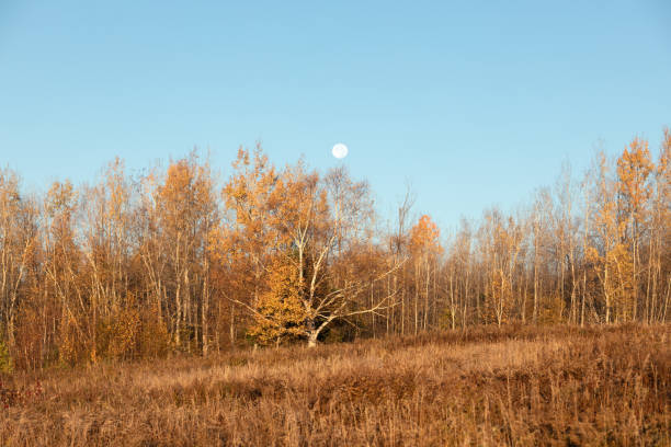 istock Moonrise over fall colors of an aspen forest 2187467407