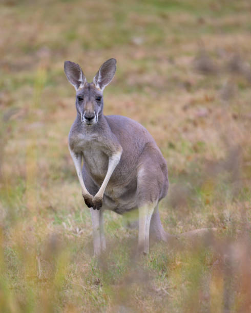 istock Baby joey kangaroo standing in open meadow 2187467955