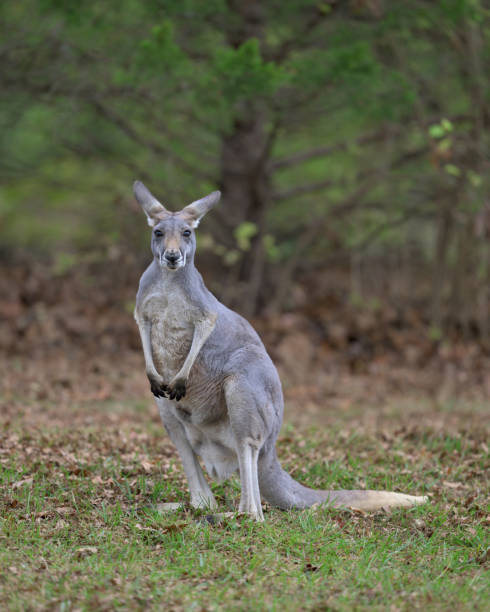istock Kangaroo on grass in front of trees 2187467961