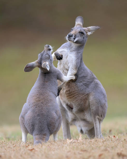istock Kangaroos boxing in the bush 2187467962