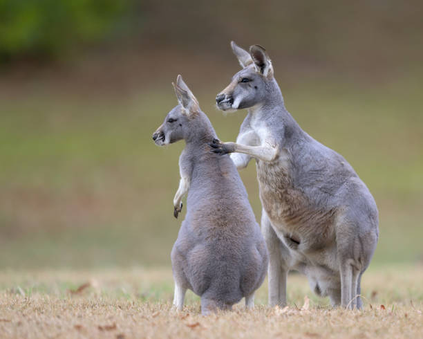 istock Kangaroos together in the bush 2187467964