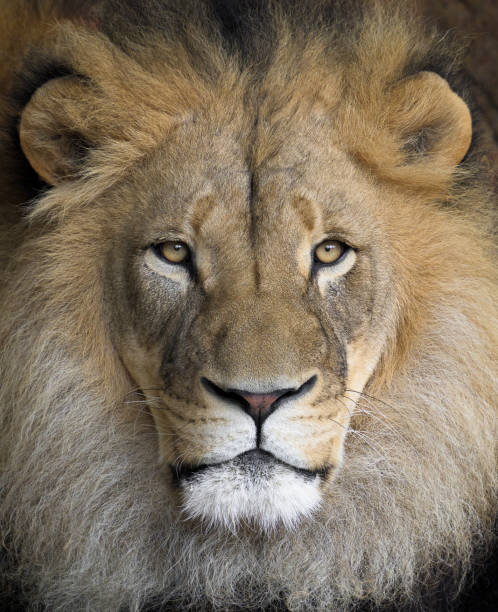istock African Lion closeup headshot 2187467972