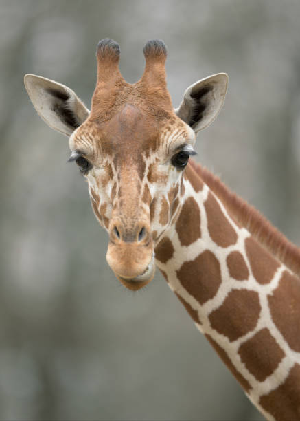 istock Baby giraffe close-up portrait 2187467978