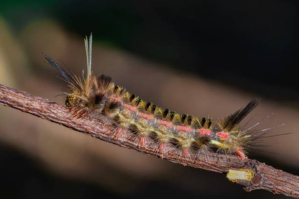 istock Colorful Caterpillar on a Branch 2187468153