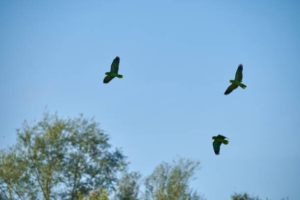 A dynamic shot of three vibrant green parrots in mid-flight against a bright blue sky with soft tree silhouettes in the background. Captures the beauty of nature and freedom.