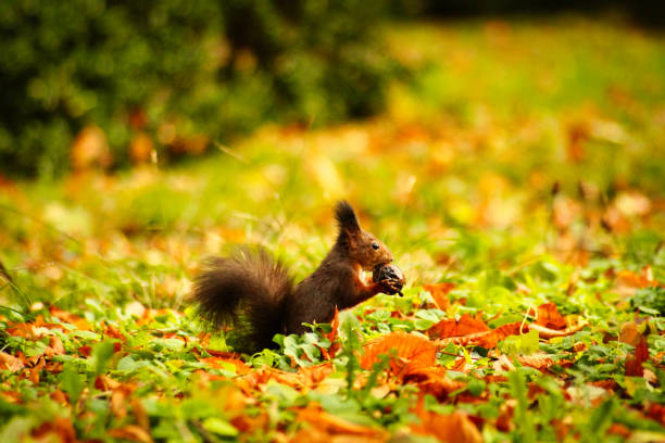 A fluffy red squirrel gathers nuts in a vibrant autumn forest