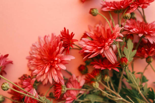 istock Red chrysanthemums arranged against a soft pink background, creating a vibrant and elegant floral composition perfect for seasonal, romantic, or aesthetic themes 2187470597