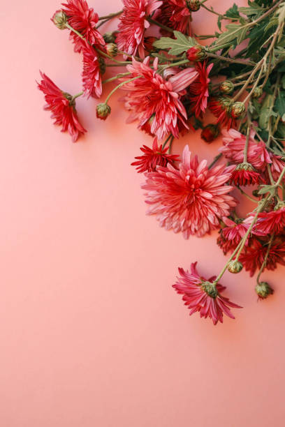 istock Red chrysanthemums arranged against a soft pink background, creating a vibrant and elegant floral composition perfect for seasonal, romantic, or aesthetic themes 2187470605