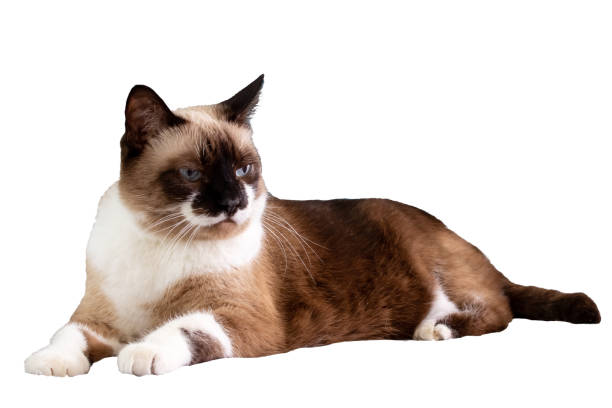 istock Gray cat with blue eyes isolated on white background 2187470934