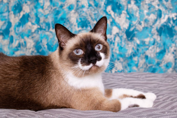istock Gray cat with blue eyes lying on the bed 2187471070