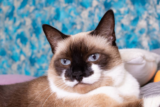 Siamese cat with blue eyes close up portrait