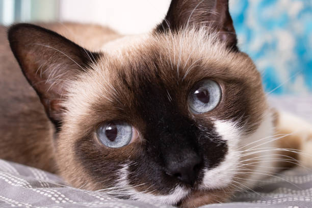istock Siamese cat with blue eyes closeup portrait 2187471146