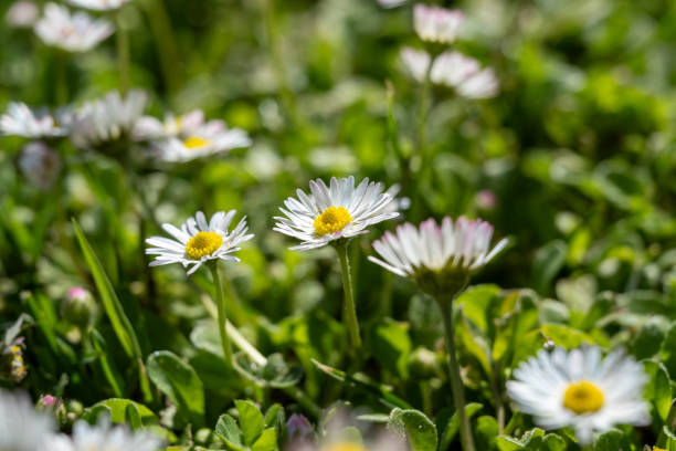 istock Daisies in the park 2187471196
