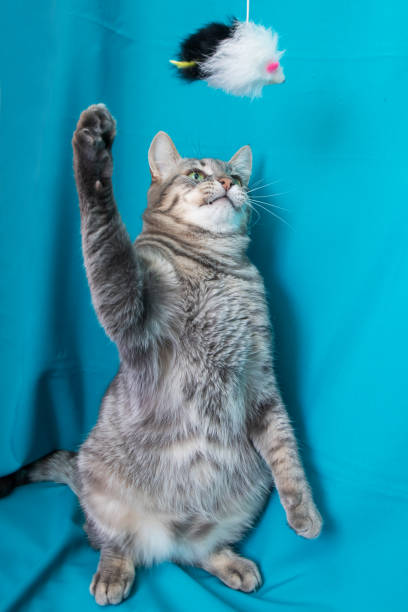 istock Gray cat with yellow eyes portrait on blue background 2187472287