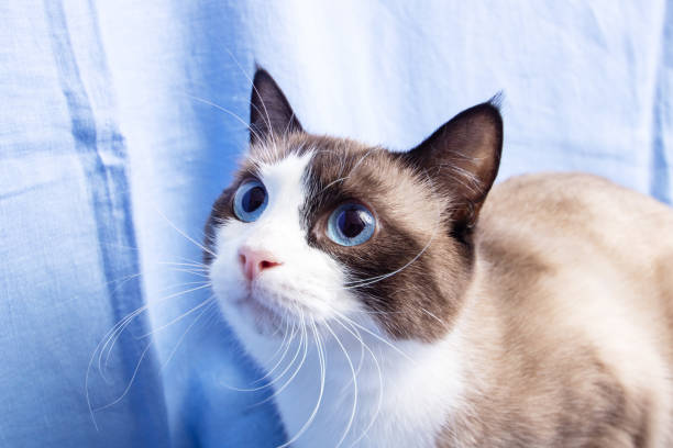istock Gray cat with blue eyes portrait on blue background 2187472580