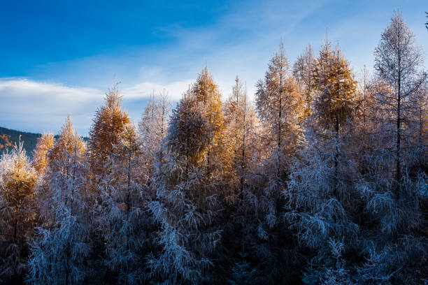 Forest with sunlight and frosty trees.