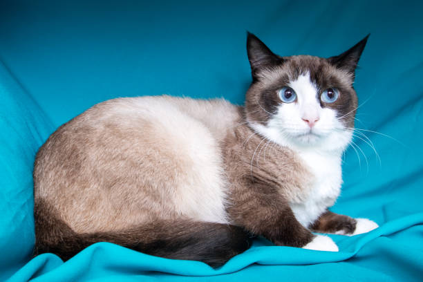 istock Gray cat with blue eyes portrait on blue background 2187473442