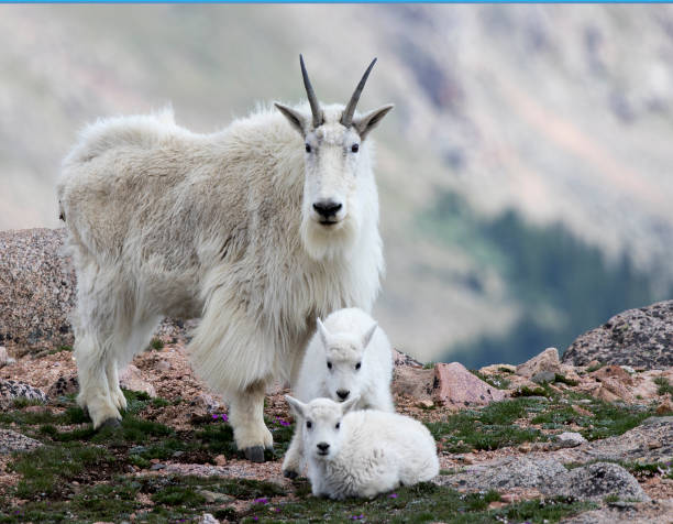 Mountain goat and a Kid