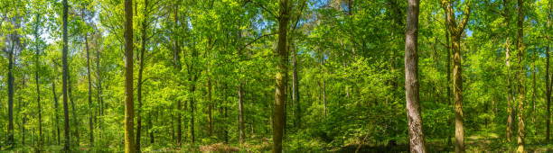 istock Deep in the wild woods green oak forest wilderness panorama 2187475779