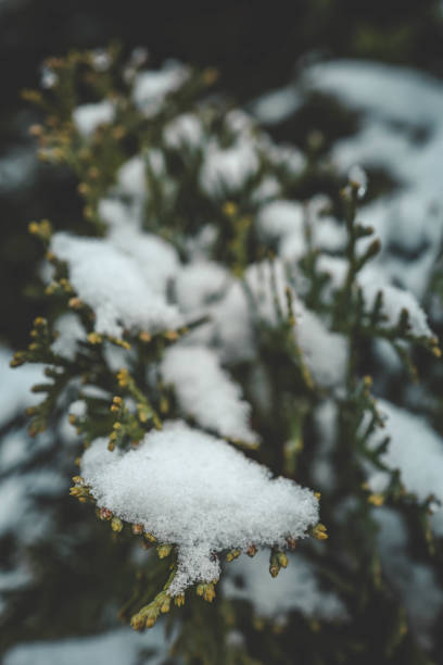 Snow-covered evergreen trees forming a dense forest texture, showcasing a tranquil winter landscape with a focus on natural details and a serene atmosphere.