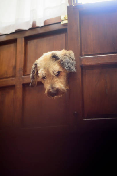 istock Furry dog entering a wooden door 2187475883