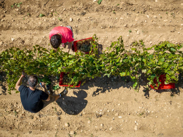 istock Winemakers harvesting grapes in vineyard during sunny day 2187476801