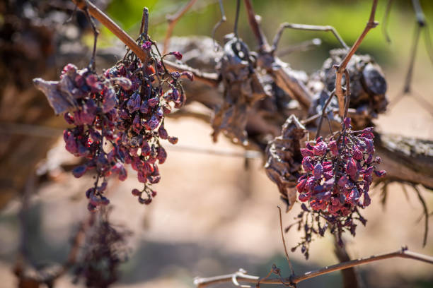 istock Dried grapes hanging on the vine in late autumn 2187476802