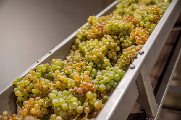 istock White grapes sliding on conveyor belt in winery 2187476845