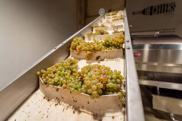 istock White grapes moving on conveyor belt in winery 2187476872