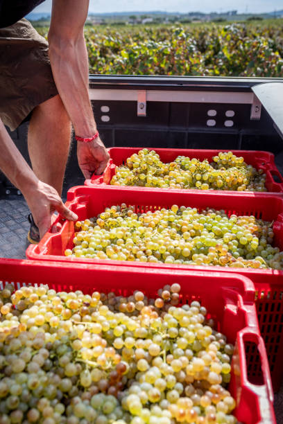 istock Winemaker loading red crates with freshly harvested white grapes in truck bed 2187476893