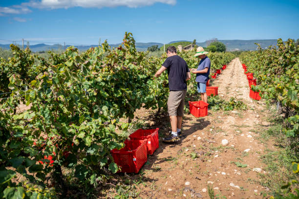istock Farmers harvesting grapes in a sunny vineyard 2187476899