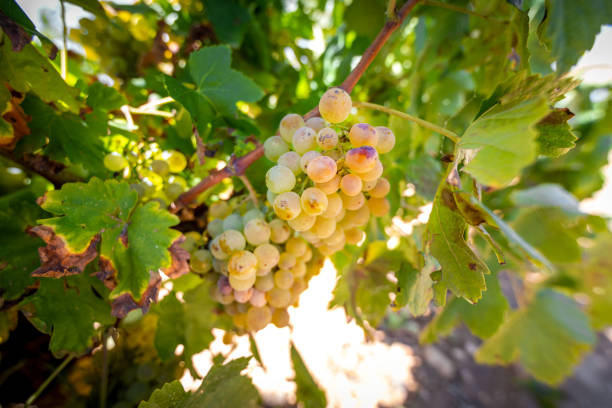 istock Ripe white grapes hanging from vine in vineyard 2187476965