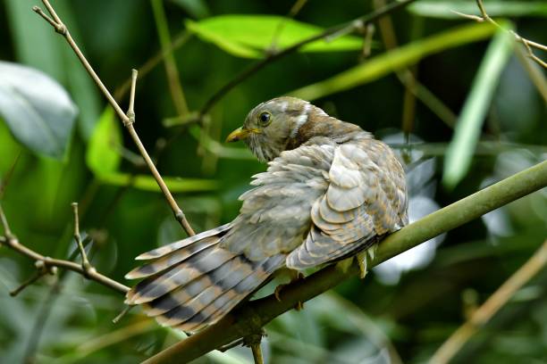 istock A indian cuckoo bird sitting 2187476997