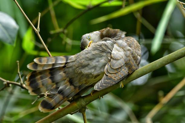 istock A indian cuckoo bird sitting 2187477054