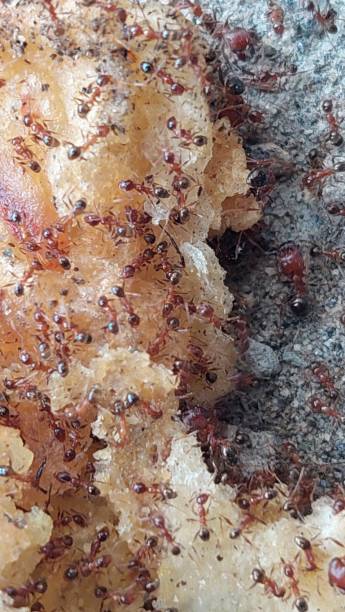istock Ants attaks on food 2187477674